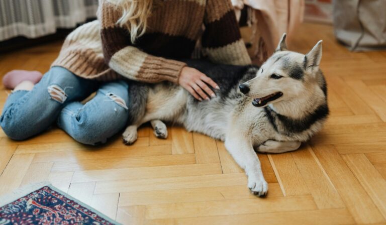 petting a husky